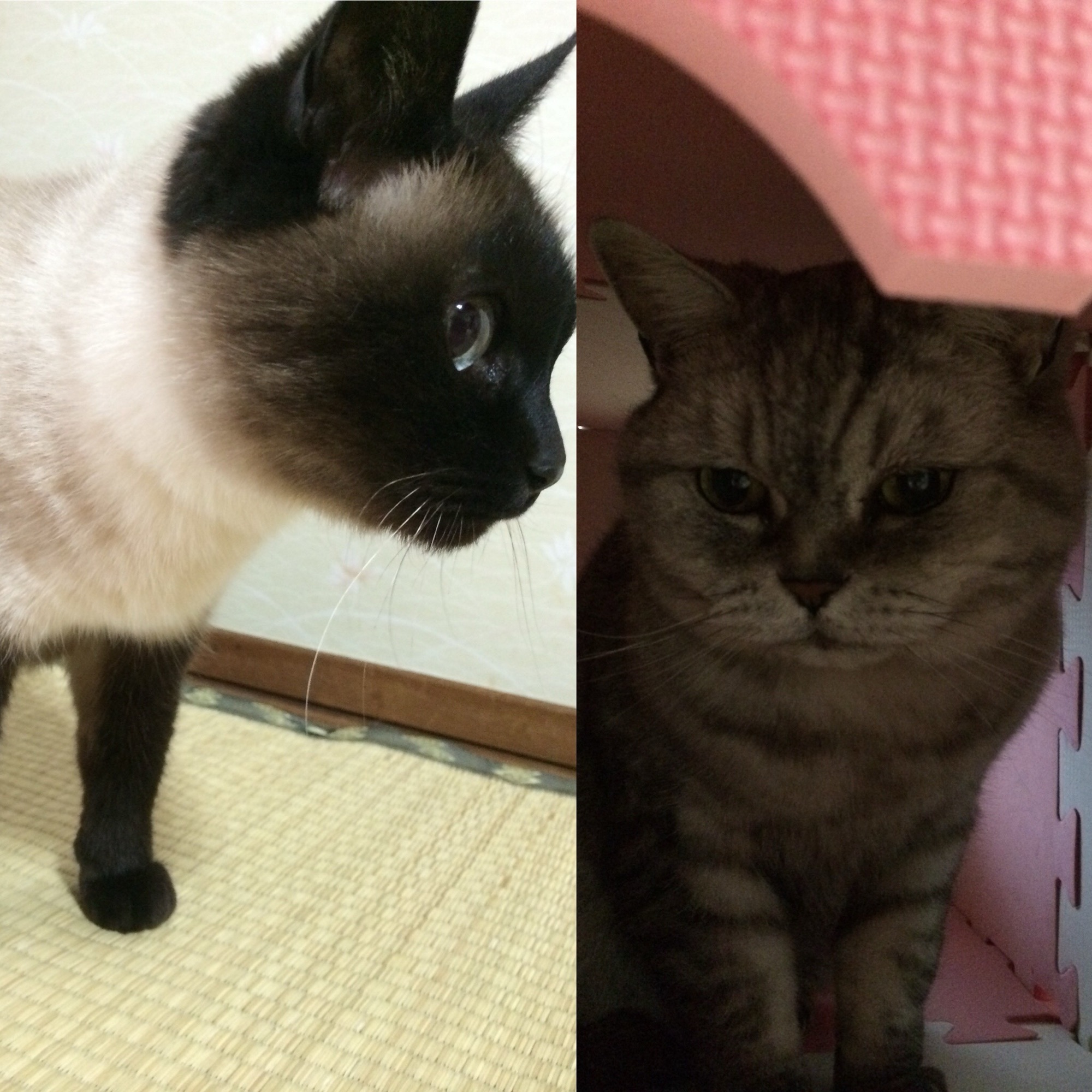 青い瞳のシャムと、緑の瞳のアメショ