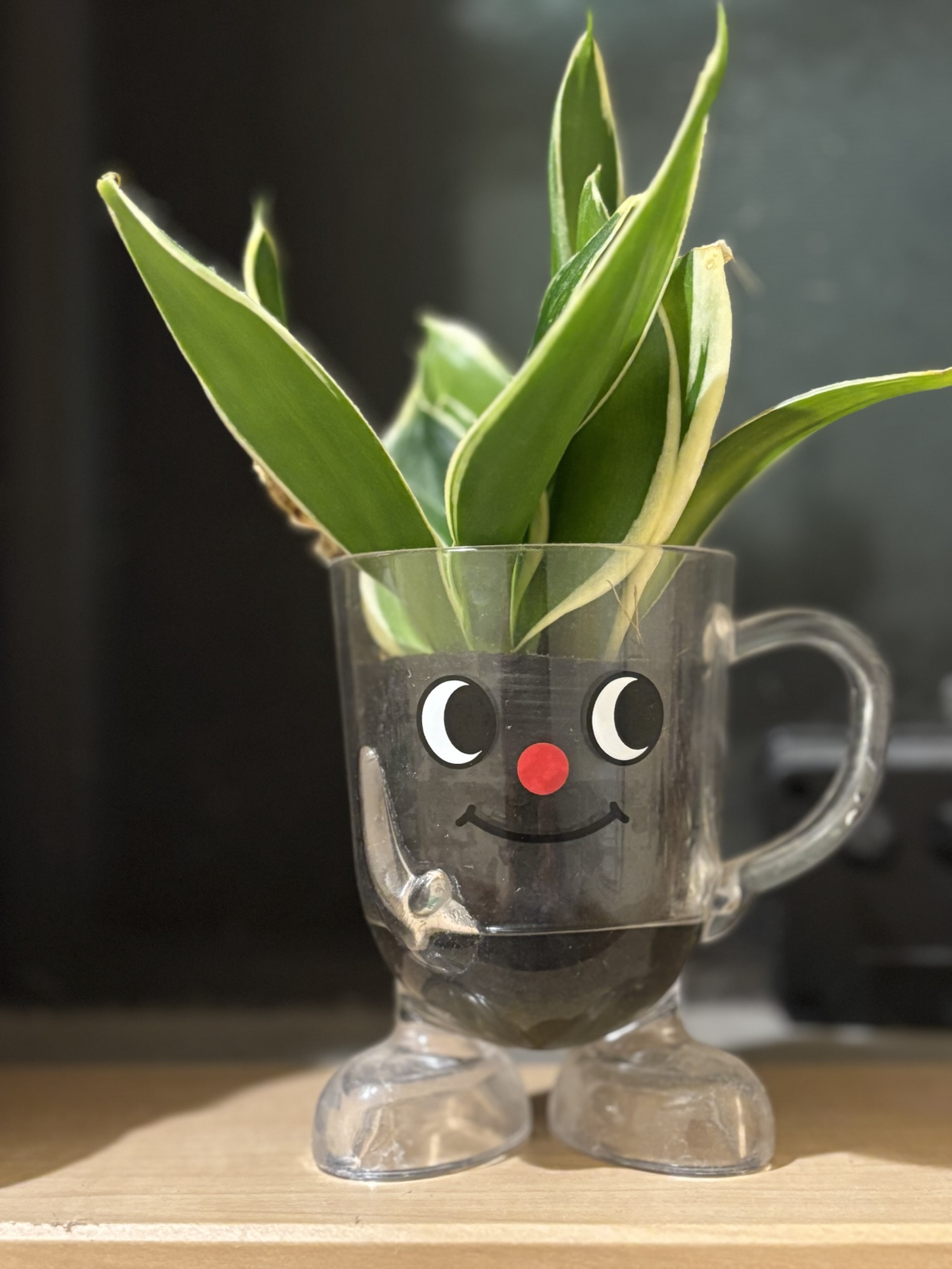 笑顔の鉢に植えられた観葉植物