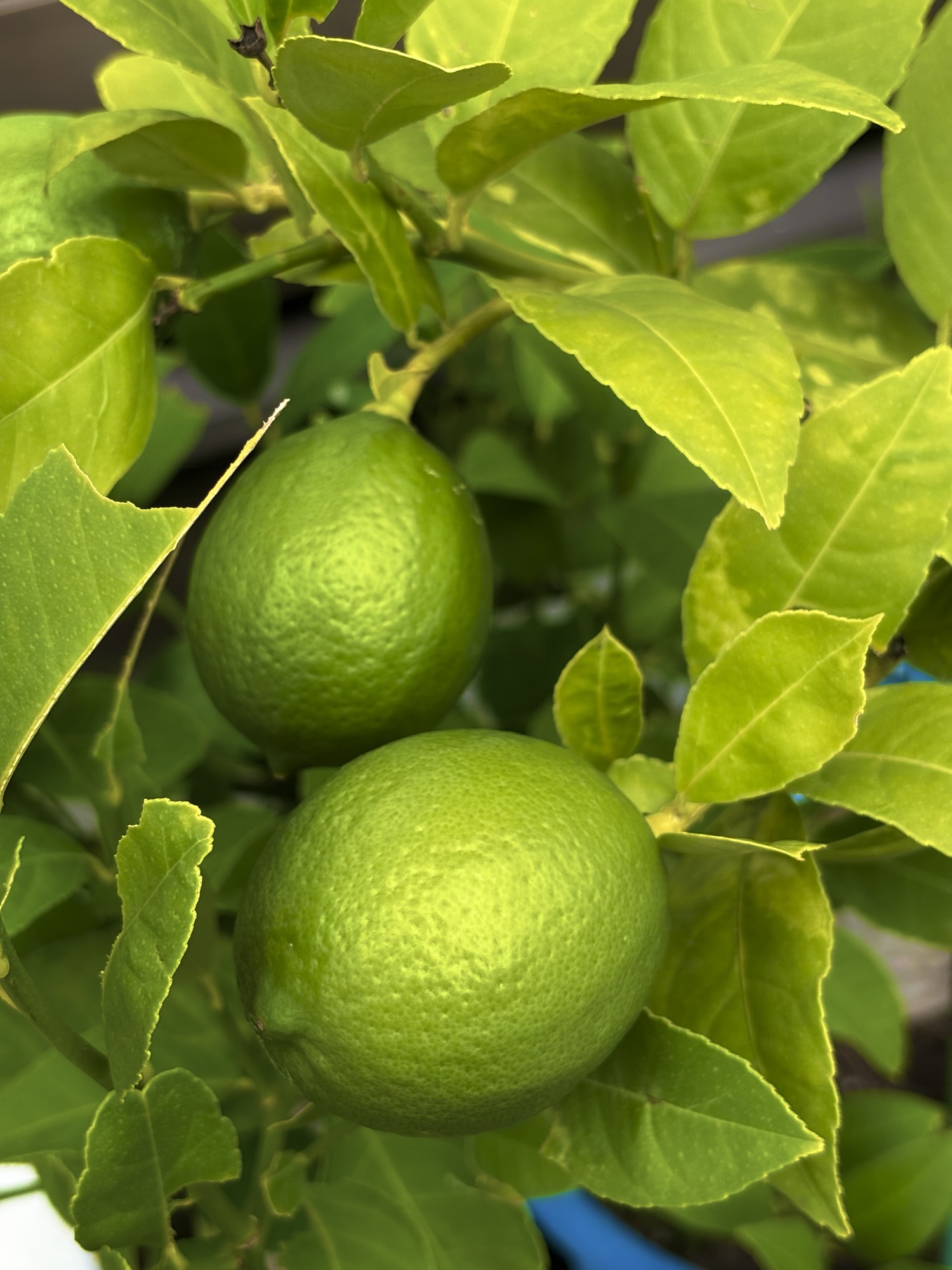 庭で育つ青いレモンの実