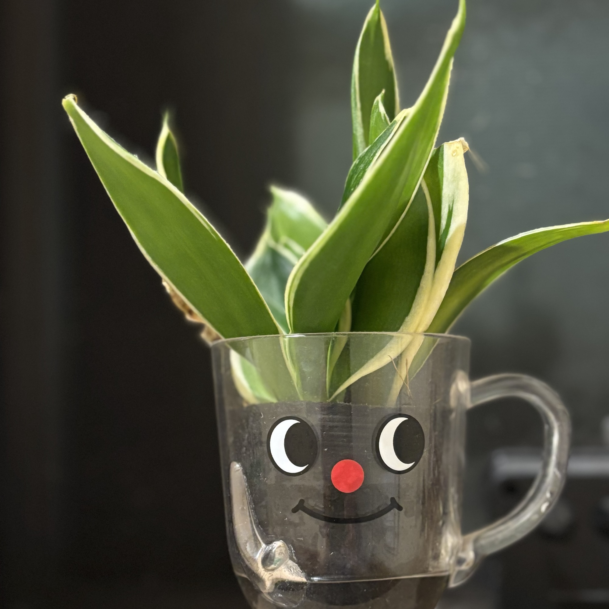 笑顔の鉢に植えられた観葉植物