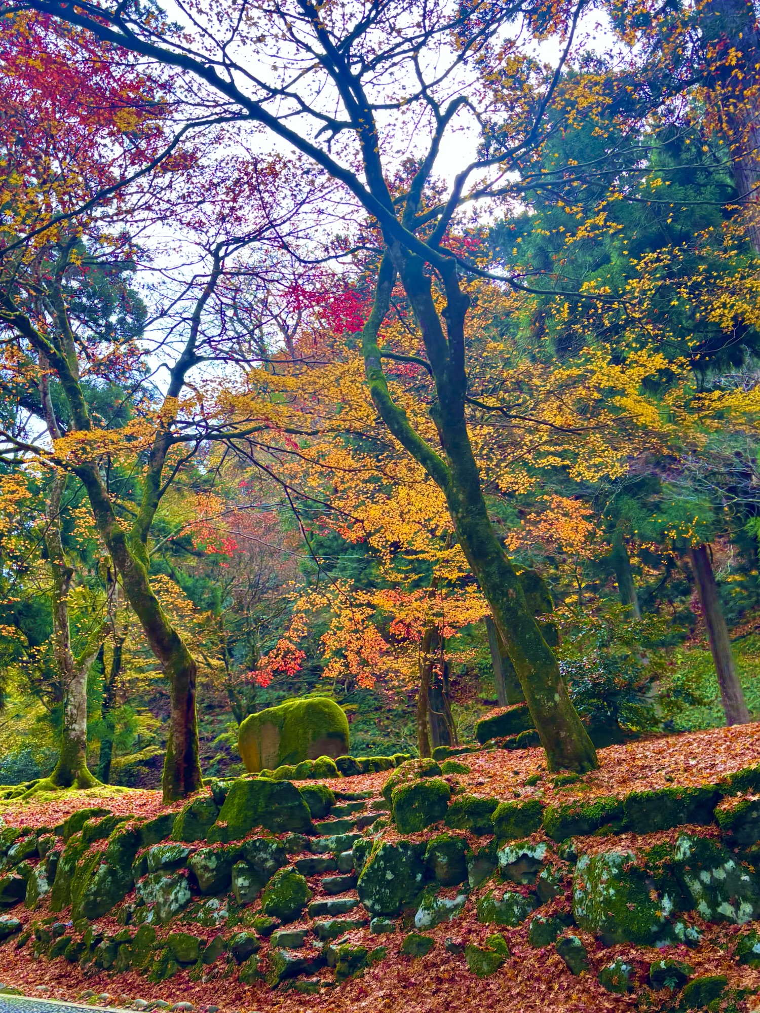 落ち葉が敷きつめられた永平寺参道と色づいた木々